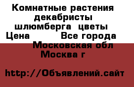 Комнатные растения, декабристы (шлюмберга) цветы › Цена ­ 300 - Все города  »    . Московская обл.,Москва г.
